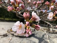 CAMPiii（キャンピー） まいこぅ