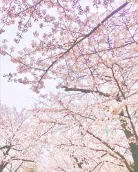 CAMPiii（キャンピー） sayuna♪