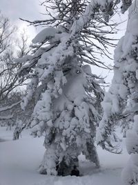 CAMPiii（キャンピー） カズヒロ