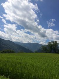 CAMPiii（キャンピー） ちくわ大明神
