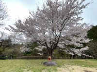 CAMPiii（キャンピー） モカ