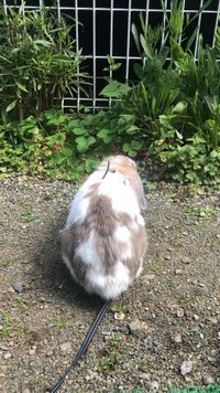 CAMPiii（キャンピー） 涼子