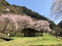 CAMPiii（キャンピー） カズ
