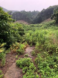 CAMPiii（キャンピー） 雷慧流
