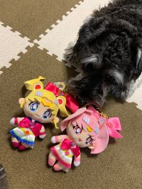 CAMPiii（キャンピー） ゆみーんと