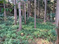 CAMPiii（キャンピー） 珠寿