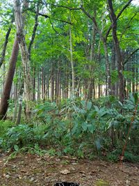 CAMPiii（キャンピー） レオ