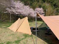 CAMPiii（キャンピー） 琥珀
