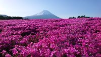 CAMPiii（キャンピー） みらくる