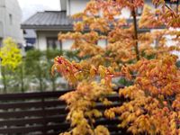 CAMPiii（キャンピー） 牛 笑青