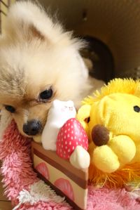 CAMPiii（キャンピー） まっさん△
