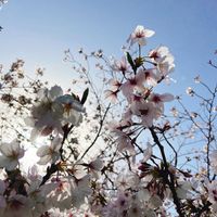 CAMPiii（キャンピー） May.Kish