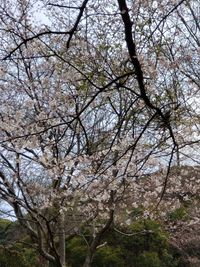 CAMPiii（キャンピー） 楓桜梨蓮