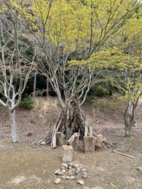 CAMPiii（キャンピー） r