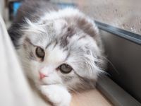 CAMPiii（キャンピー） にこ