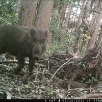 CAMPiii（キャンピー） かほ