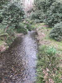 CAMPiii（キャンピー） ぴぴ