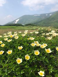 CAMPiii（キャンピー） アビー