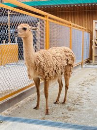 CAMPiii（キャンピー） ひとみん