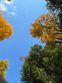 CAMPiii（キャンピー） マイケル