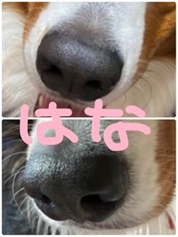 CAMPiii（キャンピー） モチュッチュ
