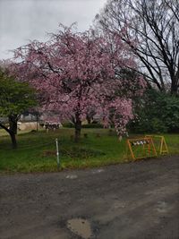 CAMPiii（キャンピー） 和希