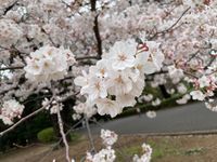 CAMPiii（キャンピー） oyabun