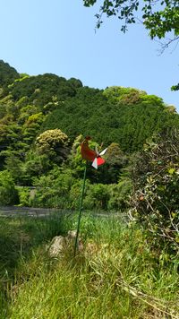CAMPiii（キャンピー） あゆみ
