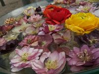 CAMPiii（キャンピー） しず