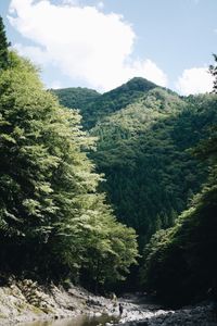 CAMPiii（キャンピー） よっちゃん