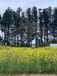 CAMPiii（キャンピー） ちーさん