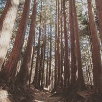 CAMPiii（キャンピー） くま