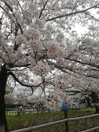 CAMPiii（キャンピー） まるり