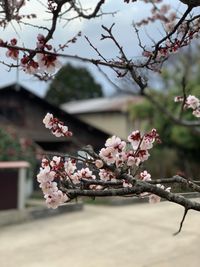 CAMPiii（キャンピー） わわをいらら