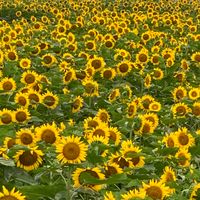 CAMPiii（キャンピー） シーサー