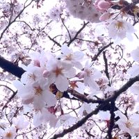 CAMPiii（キャンピー） 初心者👍