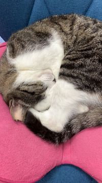 CAMPiii（キャンピー） やっこ