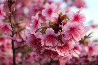 CAMPiii（キャンピー） 山内　いずみ