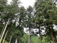 CAMPiii（キャンピー） ぴのちお