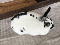 CAMPiii（キャンピー） ぽていと