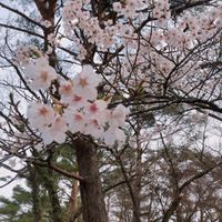 CAMPiii（キャンピー） 彩香