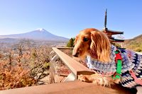 CAMPiii（キャンピー） Steve