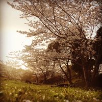 CAMPiii（キャンピー） kⅡ