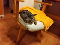 CAMPiii（キャンピー） ヨシノブ