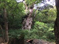 CAMPiii（キャンピー） がっすぃー