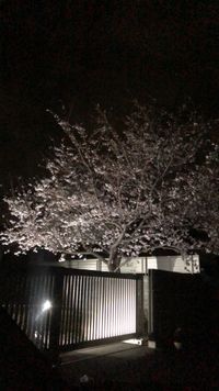 CAMPiii（キャンピー） chipu
