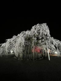 CAMPiii（キャンピー） 白髪ねぎ