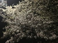 CAMPiii（キャンピー） けーん