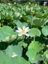 CAMPiii（キャンピー） にゃほり
