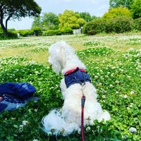 CAMPiii（キャンピー） ヒロミツ